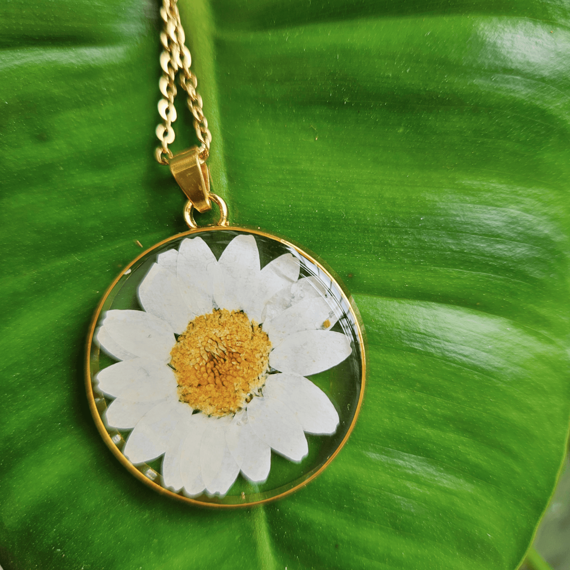 White Daisy Necklace | Real Flower Jewellery